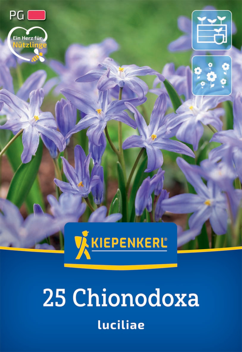 Schneeglanz