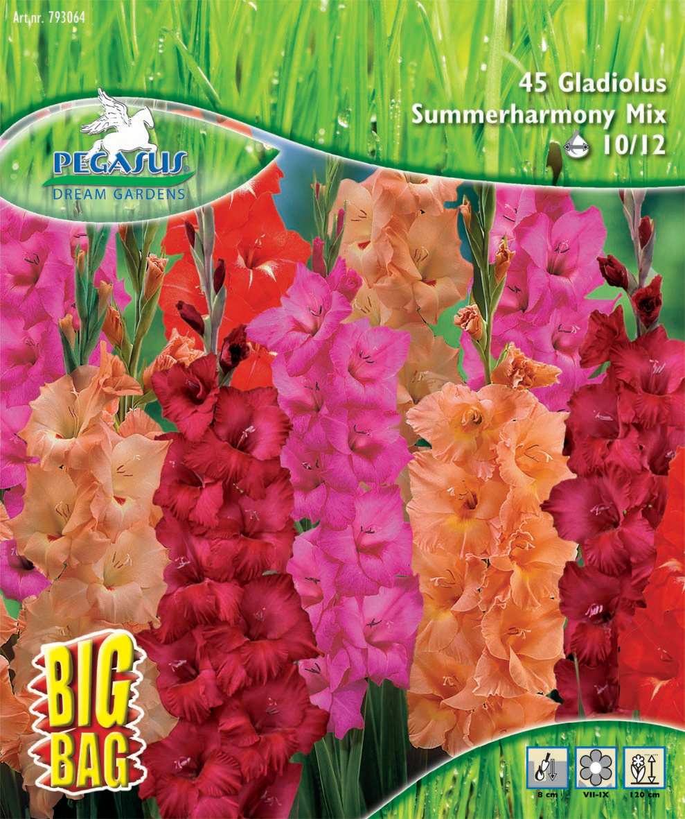 Gladiole Summerharmony Mix Gladiole Summerharmony Mix