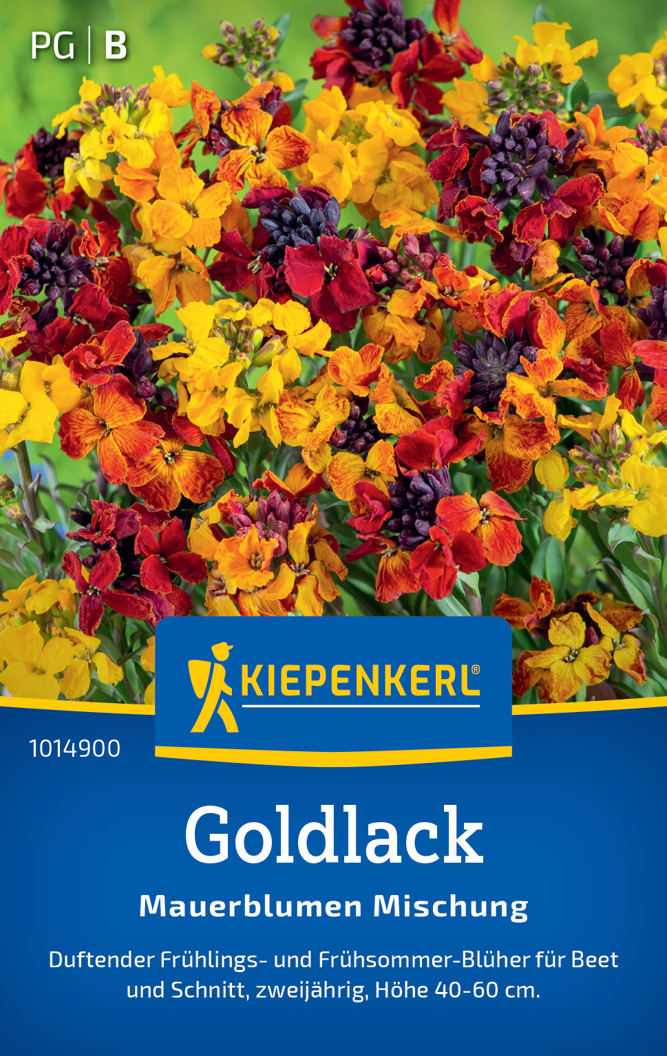 Goldlack Mauerblumen Mischung