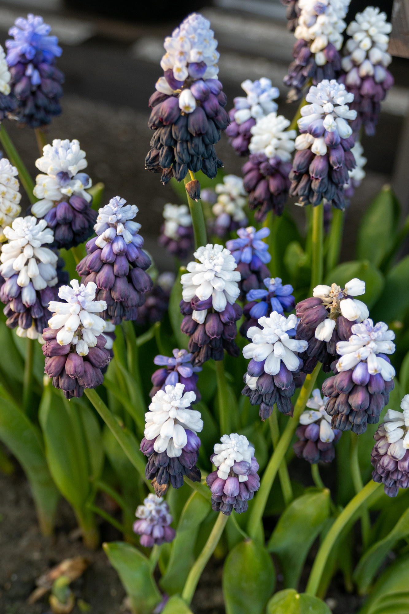 Muscari latifolium Grape Ice Muscari latifolium Grape Ice