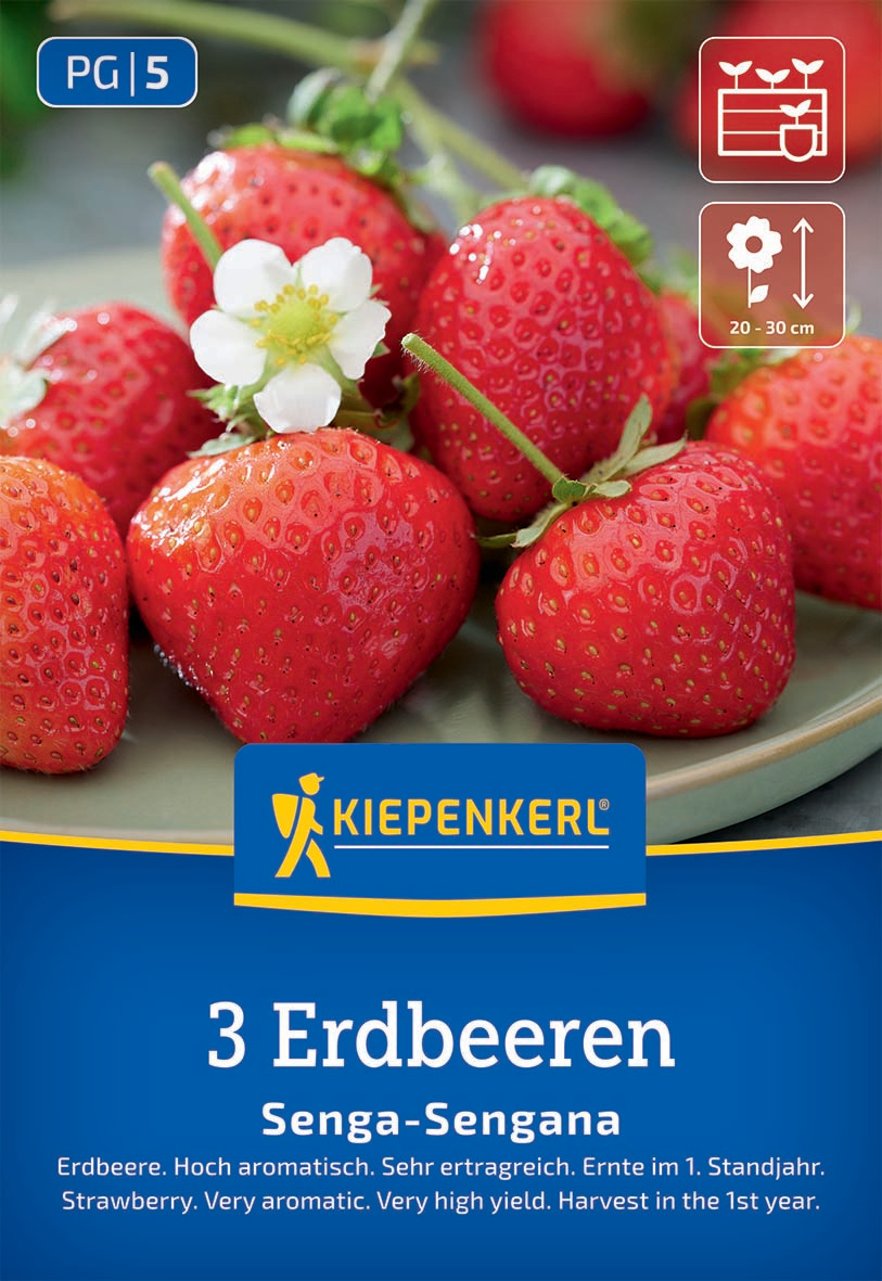 Erdbeeren Senga-Sengana Fragaria x ananassa