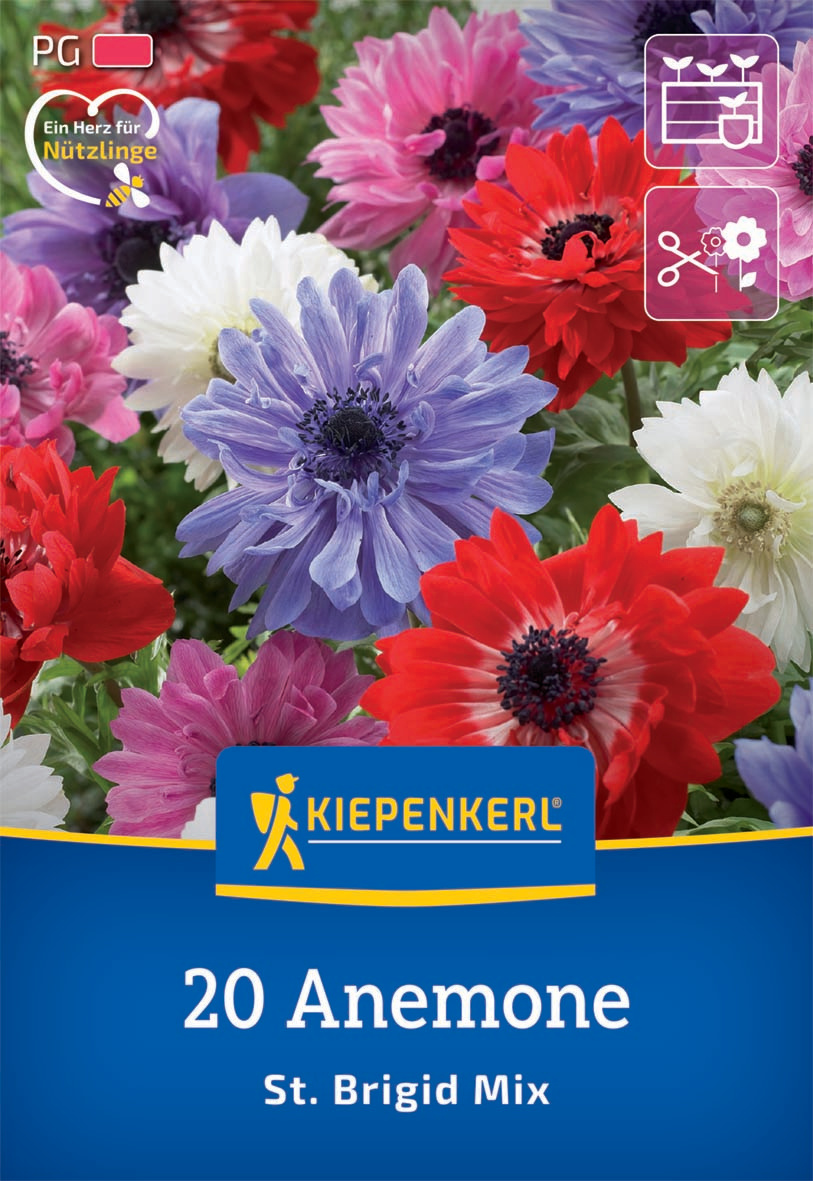 Kronen-Anemone St. Brigid Mischung