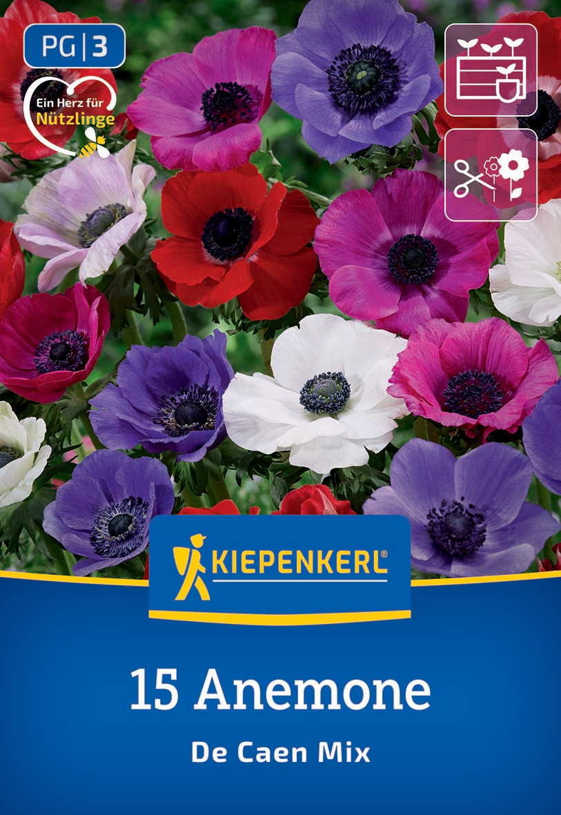 Kronenanemone De Caen Mischung