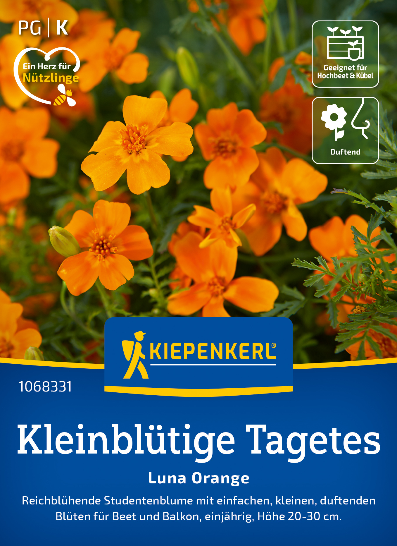 Kleinblütige Tagetes Luna Orange Kleinblütige Tagetes Luna Orange