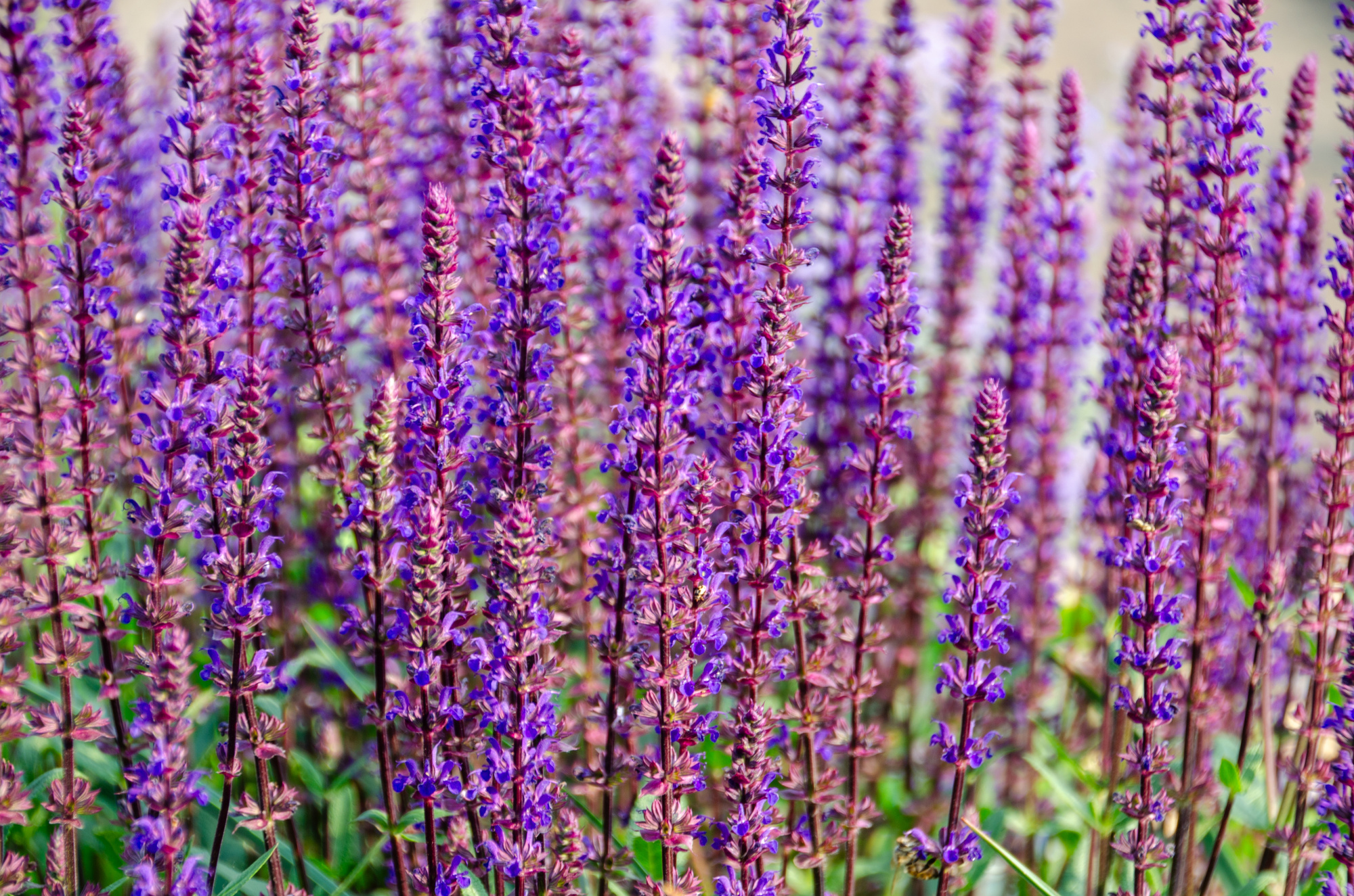 Salvia nemerosa Amethyst