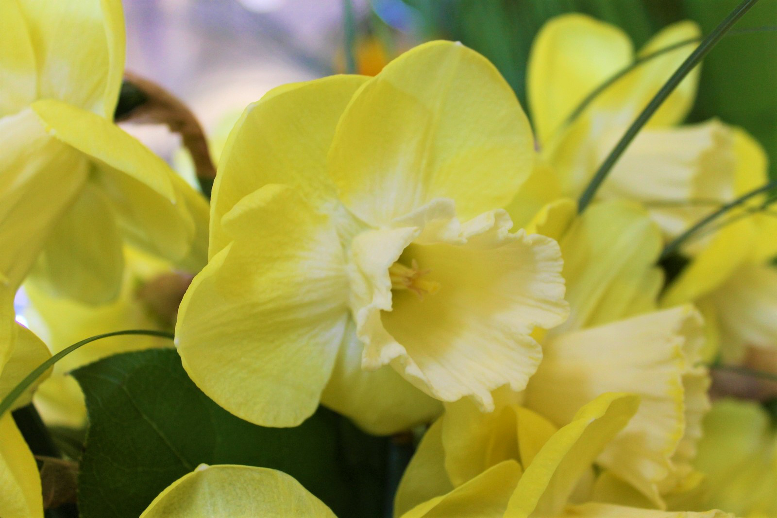 Großkronige Narzissen Avalon Großkronige Narzissen Avalon