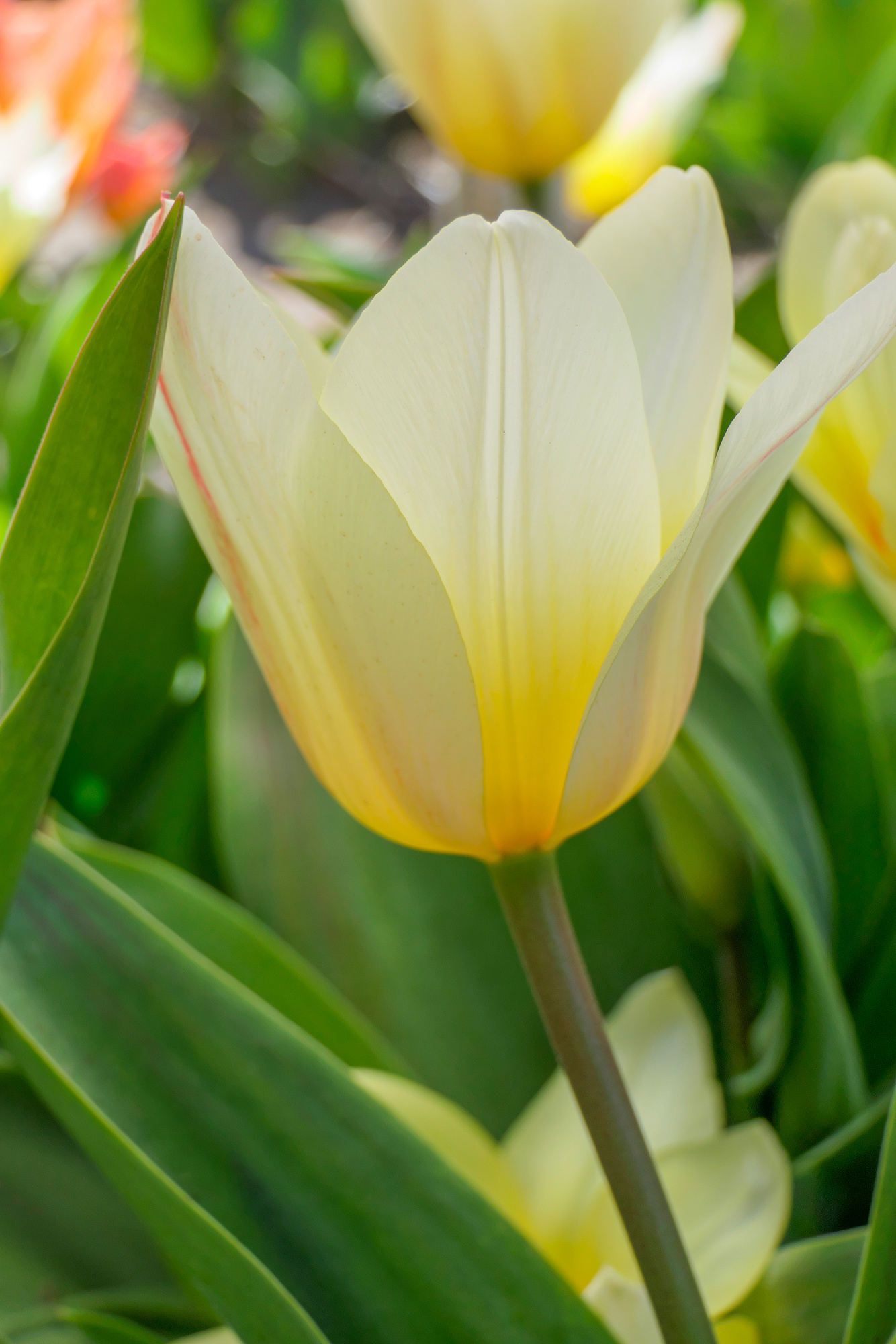 Greigii-Tulpen White Fire