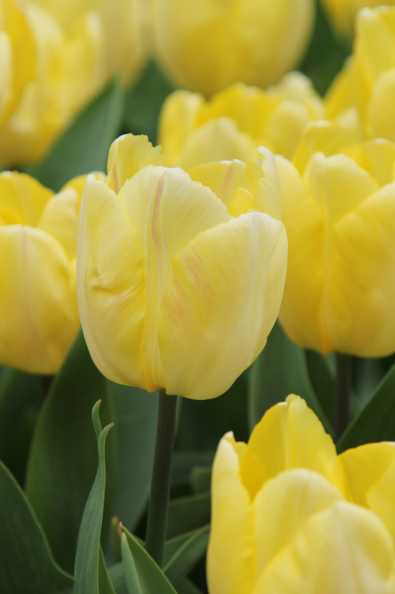 Einfache Frühe Tulpen Sunny Prince Einfache Frühe Tulpen Sunny Prince