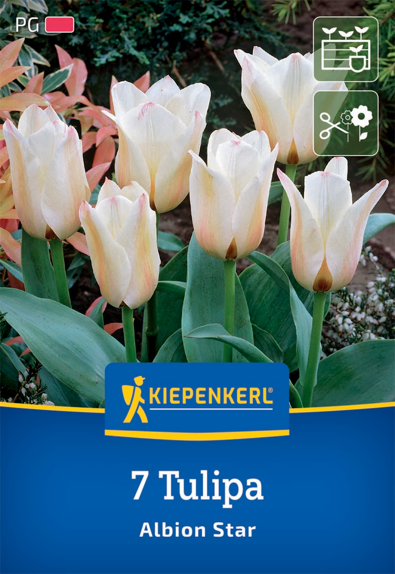 Greigii-Tulpe Albion Star