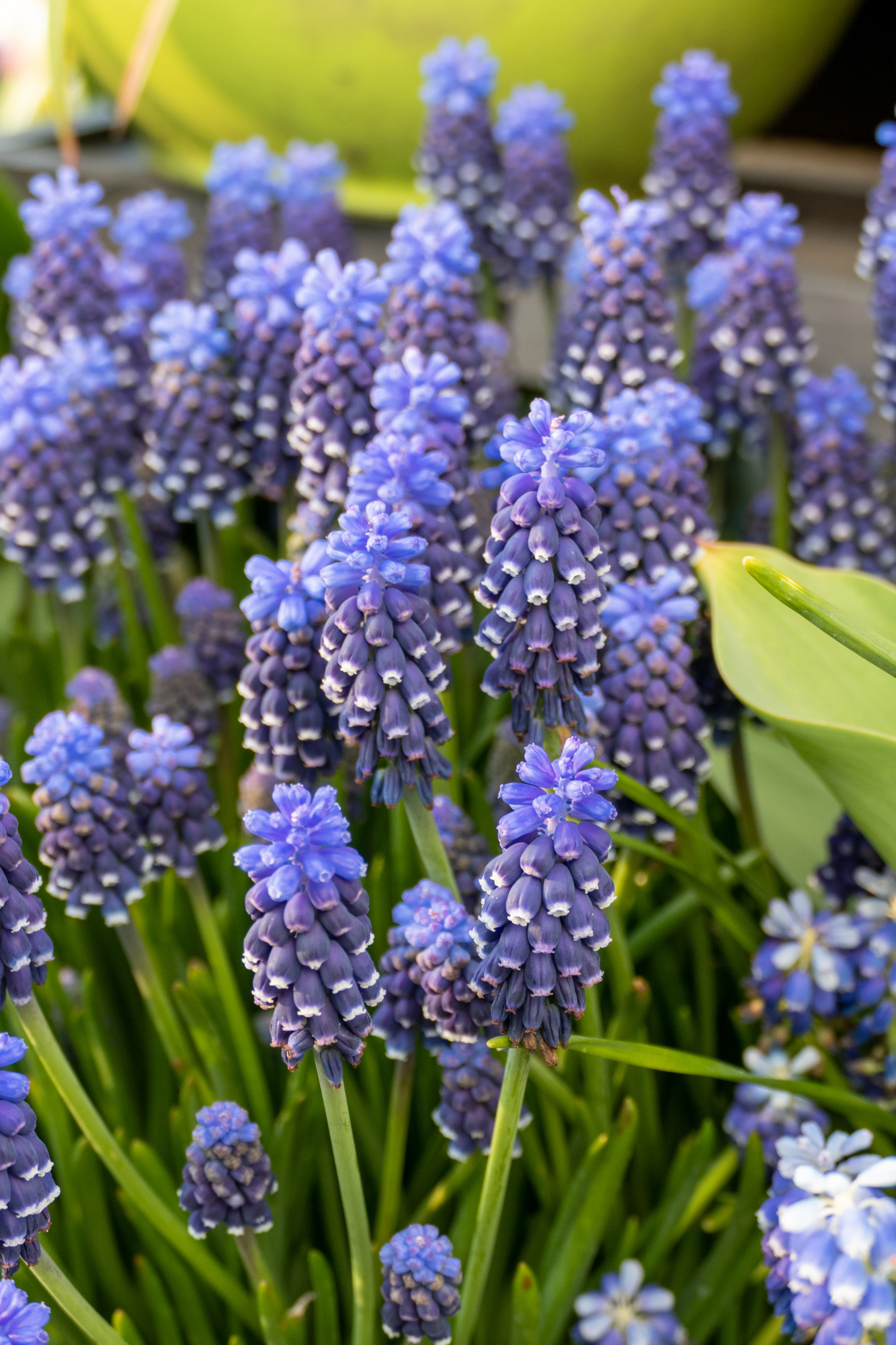 Muscari armeniacum Night Eyes Muscari armeniacum Night Eyes
