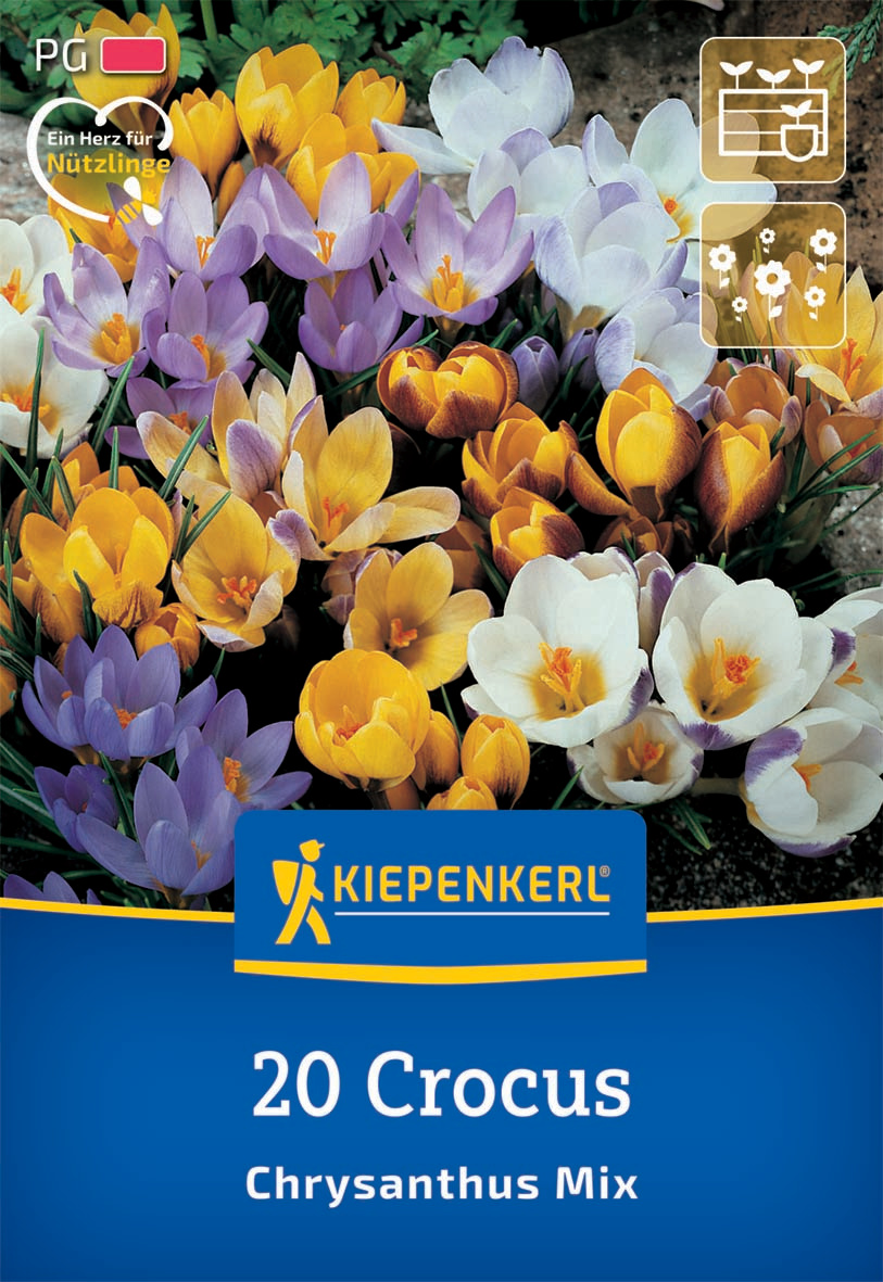 Botanische Krokus-Mischung