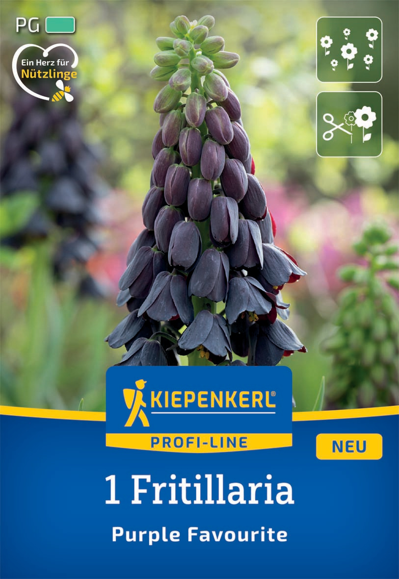 Profi-Line Persische Kaiserkrone Purple Favourite Profi-Line Persische Kaiserkrone Purple Favourite
