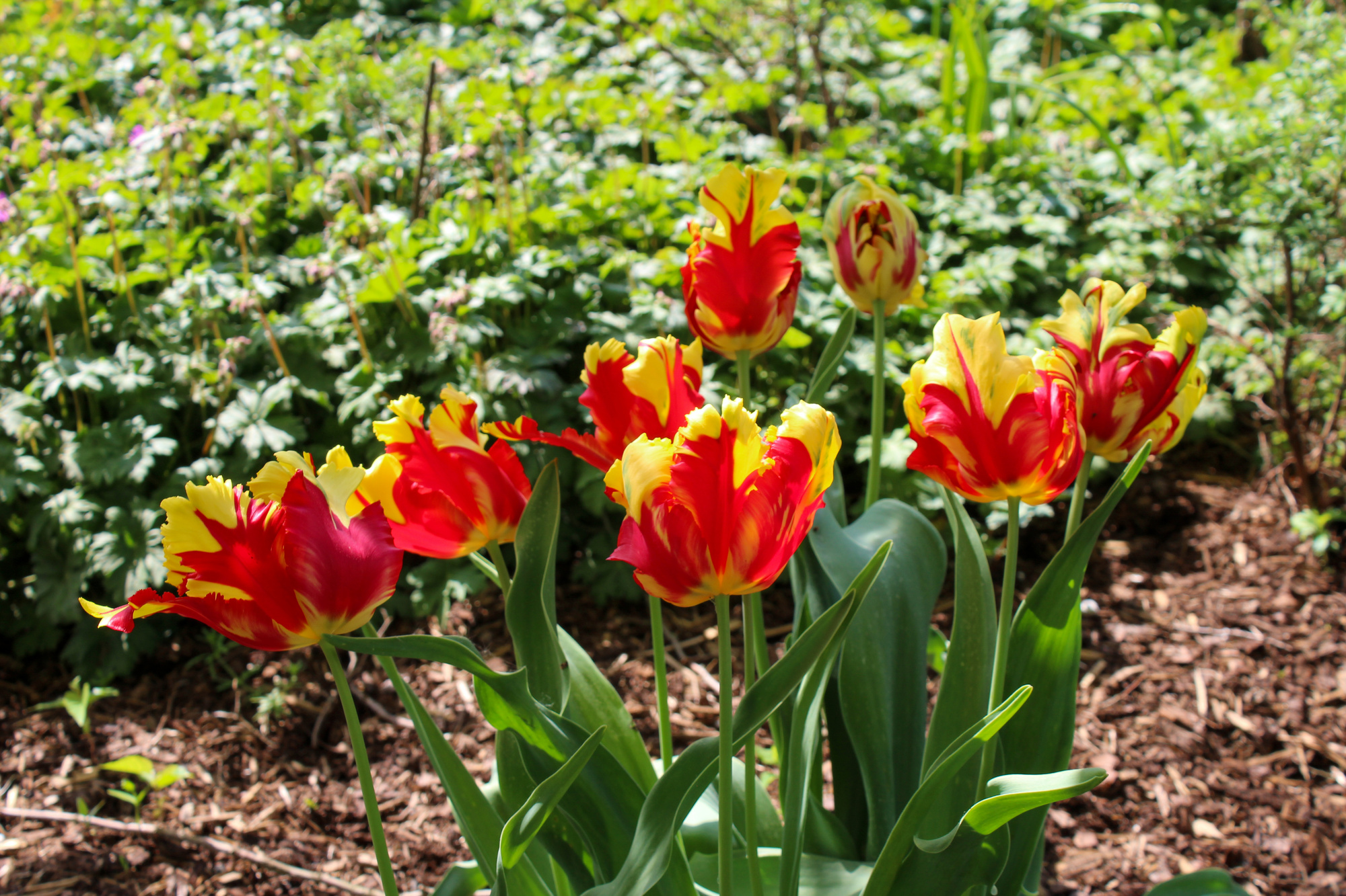 Papagei-Tulpen Texas Flame Papagei-Tulpen Texas Flame