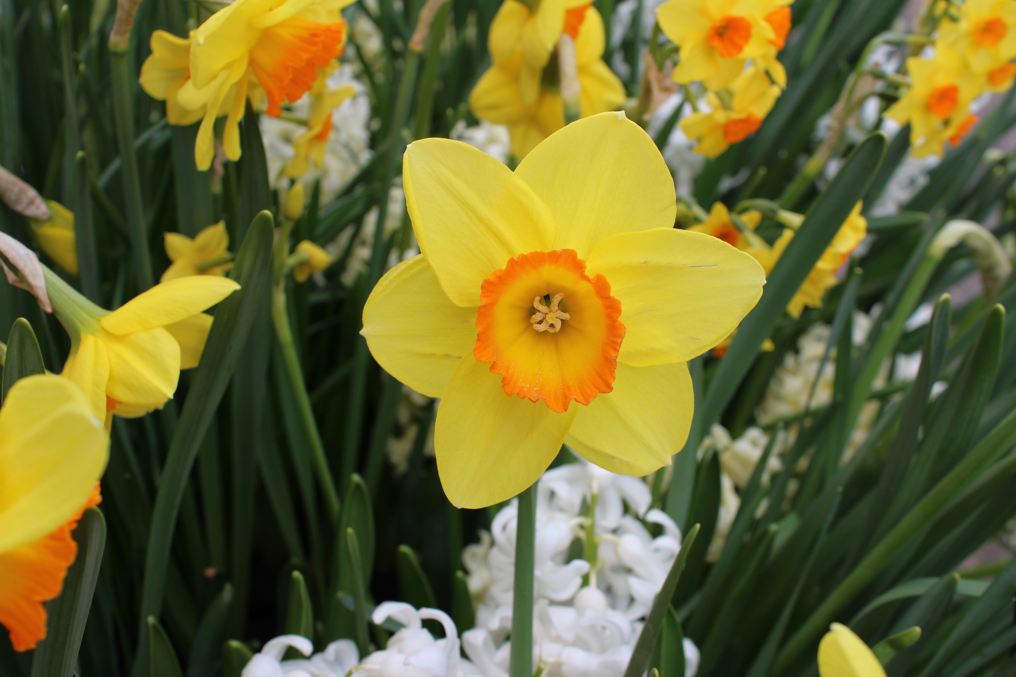 Großkronige Narzissen Juanita Großkronige Narzissen Juanita