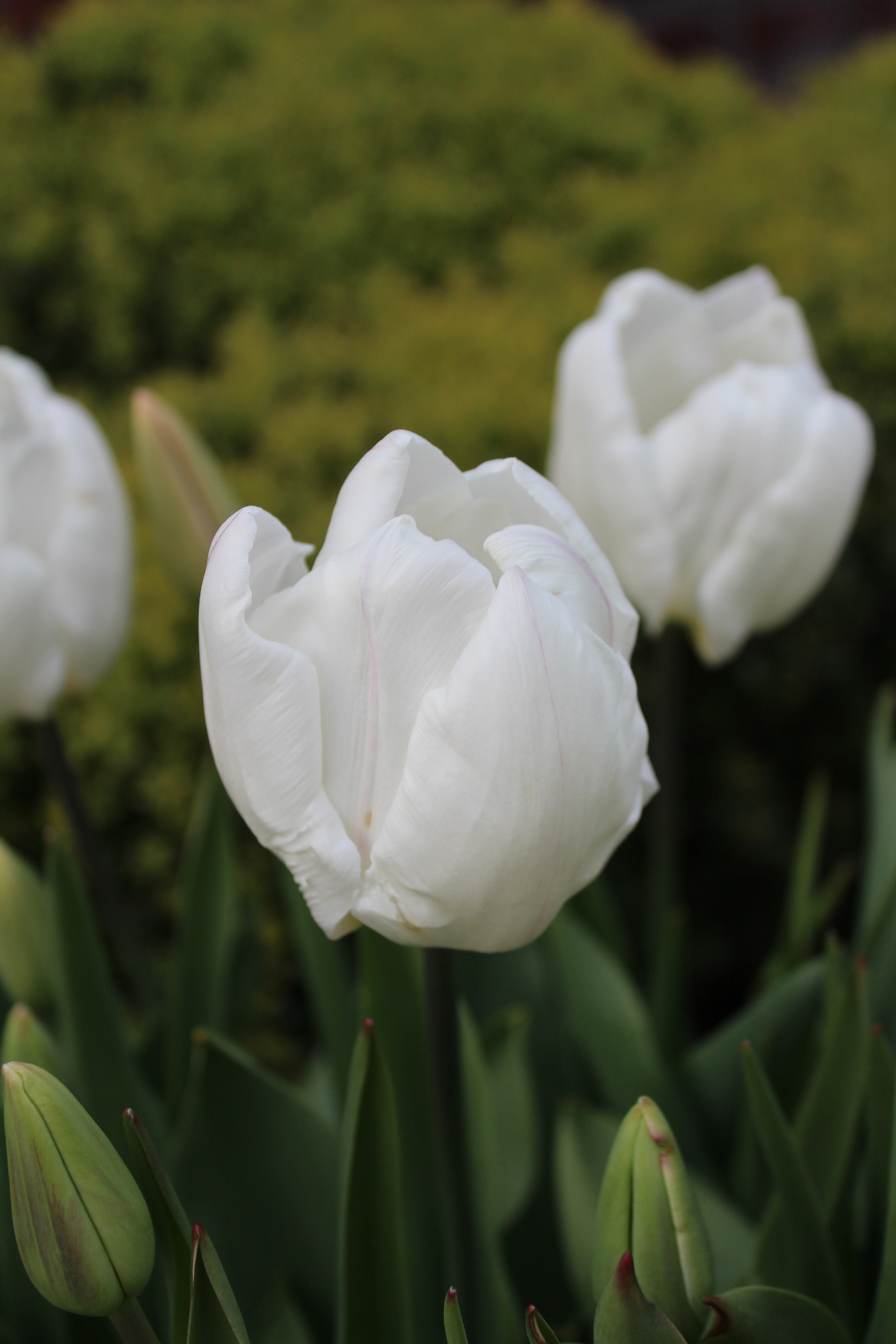 Einfache Frühe Tulpen White Prince Einfache Frühe Tulpen White Prince