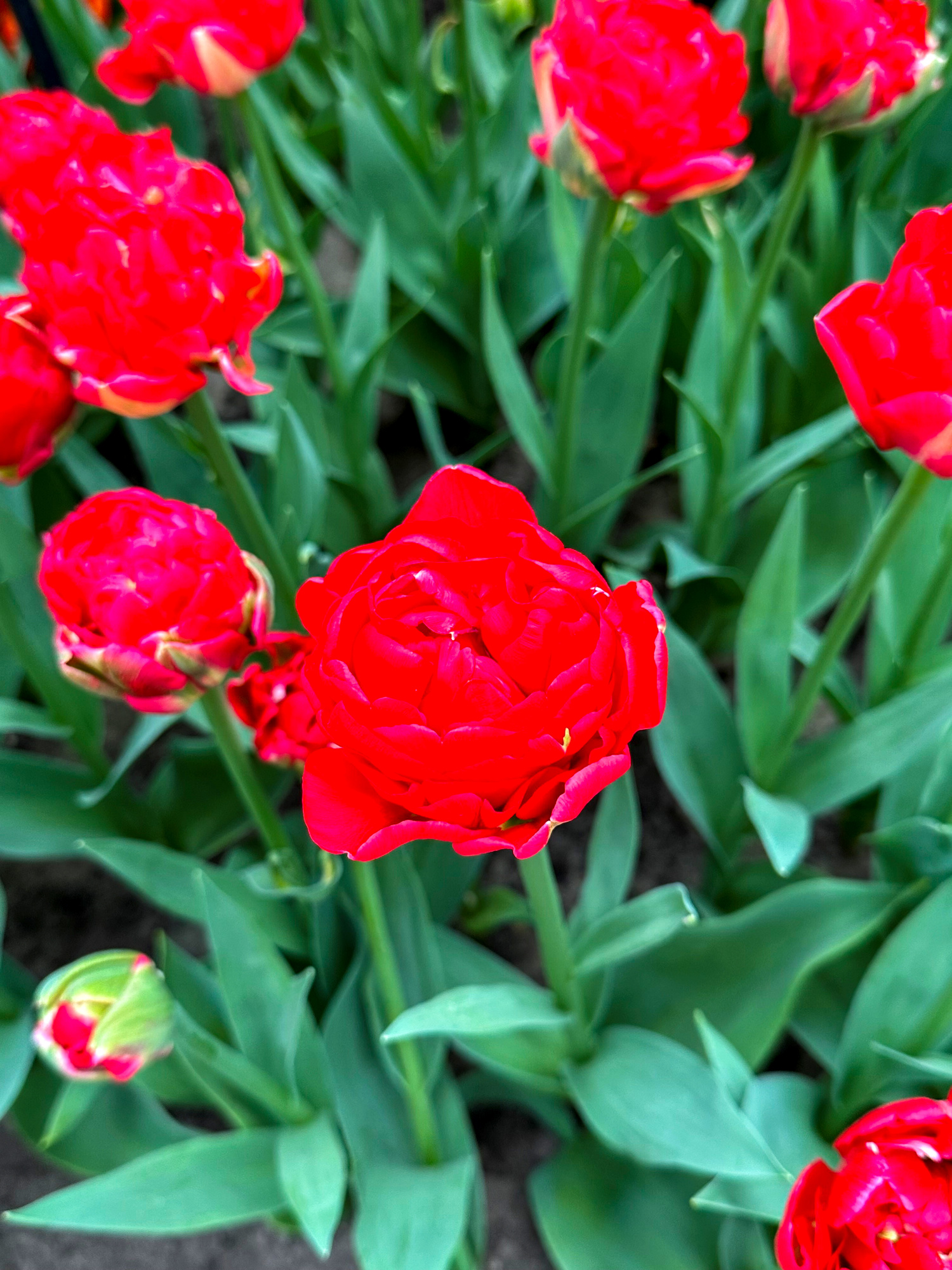 Gefüllte Frühe Tulpen Pamplona Gefüllte Frühe Tulpen Pamplona