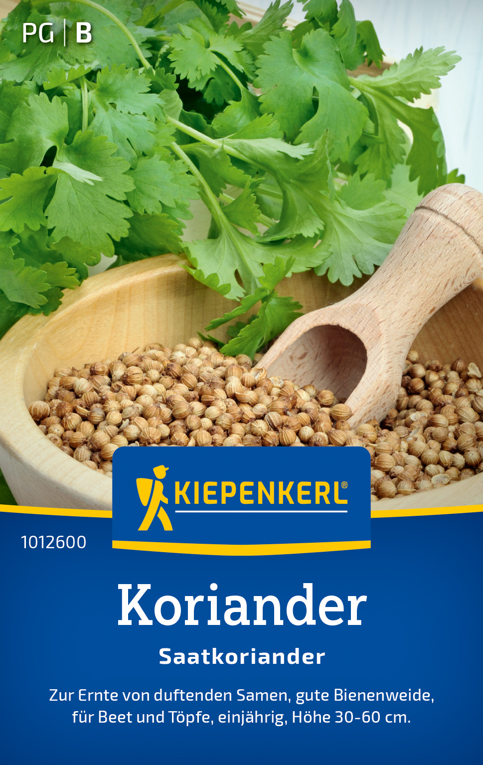 Koriander Saatkoriander Koriander Saatkoriander