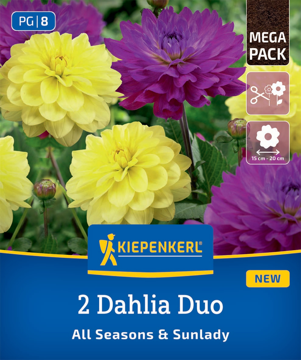 Dahlien Duo All Seasons & Sunlady