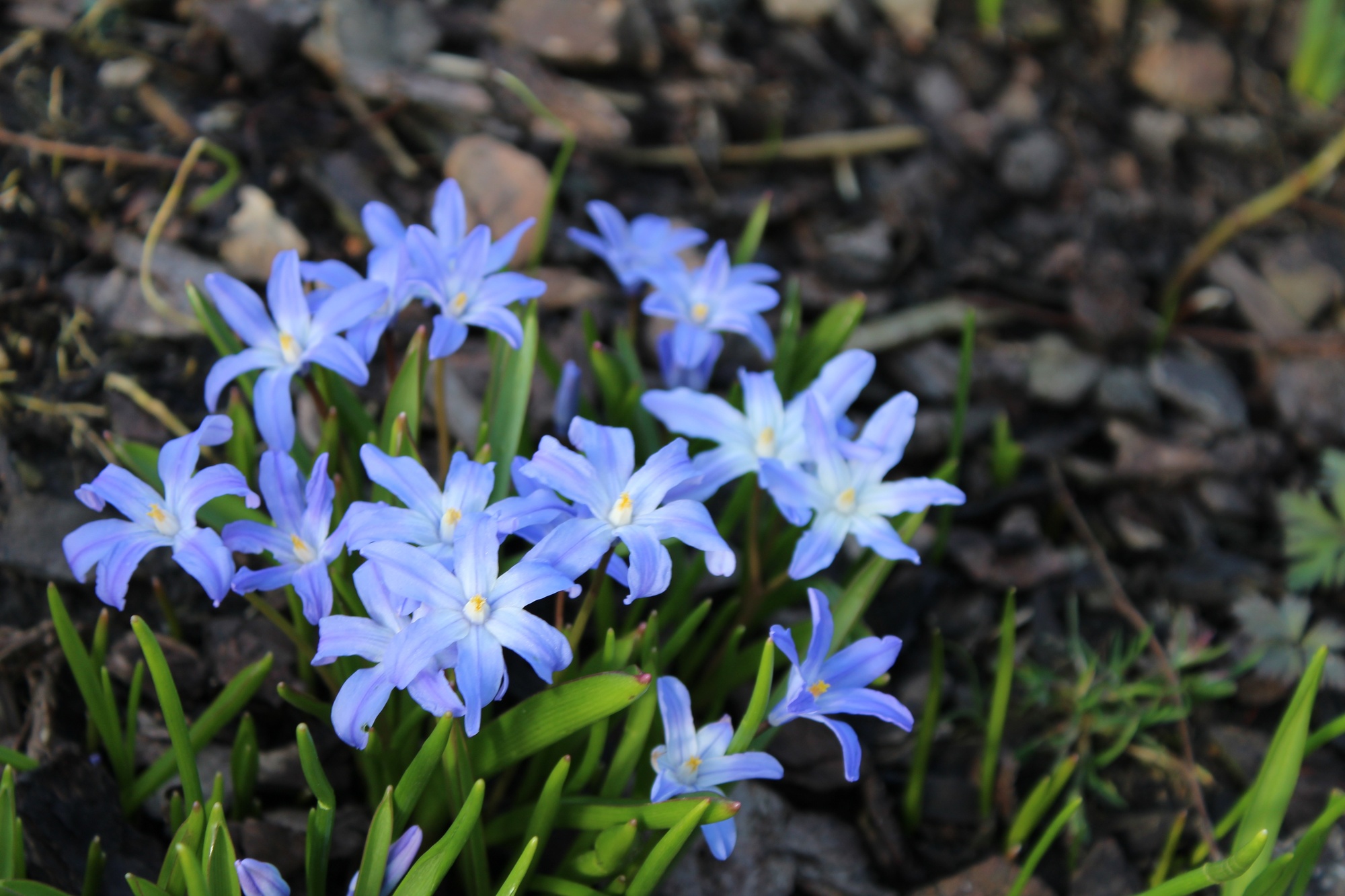 Chionodoxa luciliae (syn. Scilla luciliae) Chionodoxa luciliae (syn. Scilla luciliae)