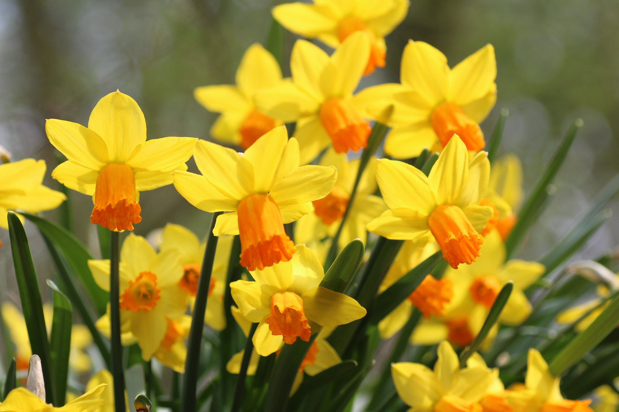 Cyclamineus-Narzissen Jetfire Cyclamineus-Narzissen Jetfire