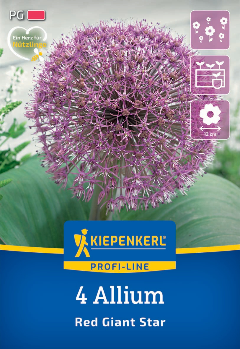 Profi-Line Zierlauch Red Giant Star