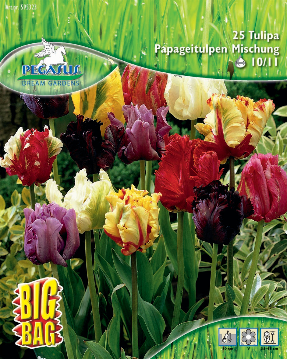 Pegasus BigBag Papagei-Tulpen Mischung