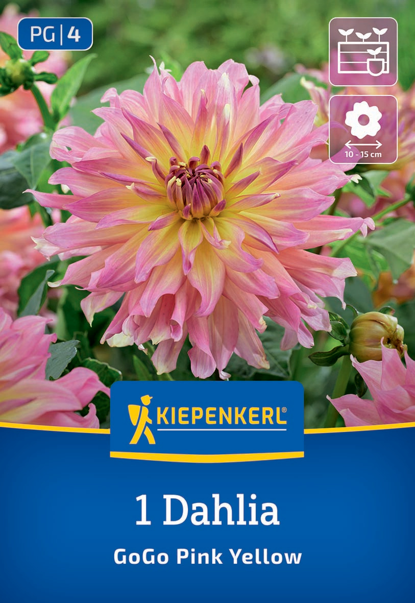 Beet- & Kübel-Dahlie Go Go Pink Yellow Beet- & Kübel-Dahlie Go Go Pink Yellow