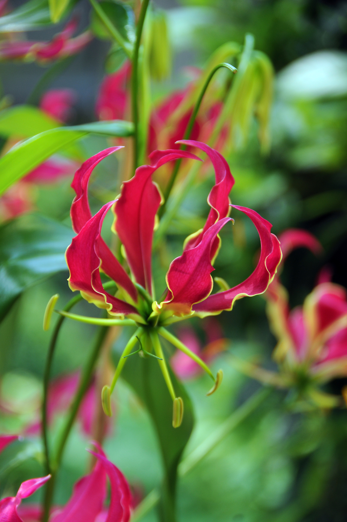 Gloriosa superba