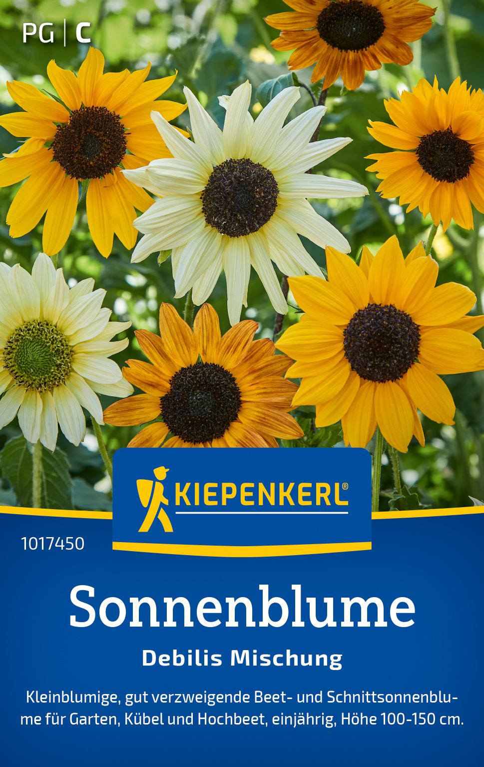 Sonnenblume Debilis Mischung Sonnenblume Debilis Mischung