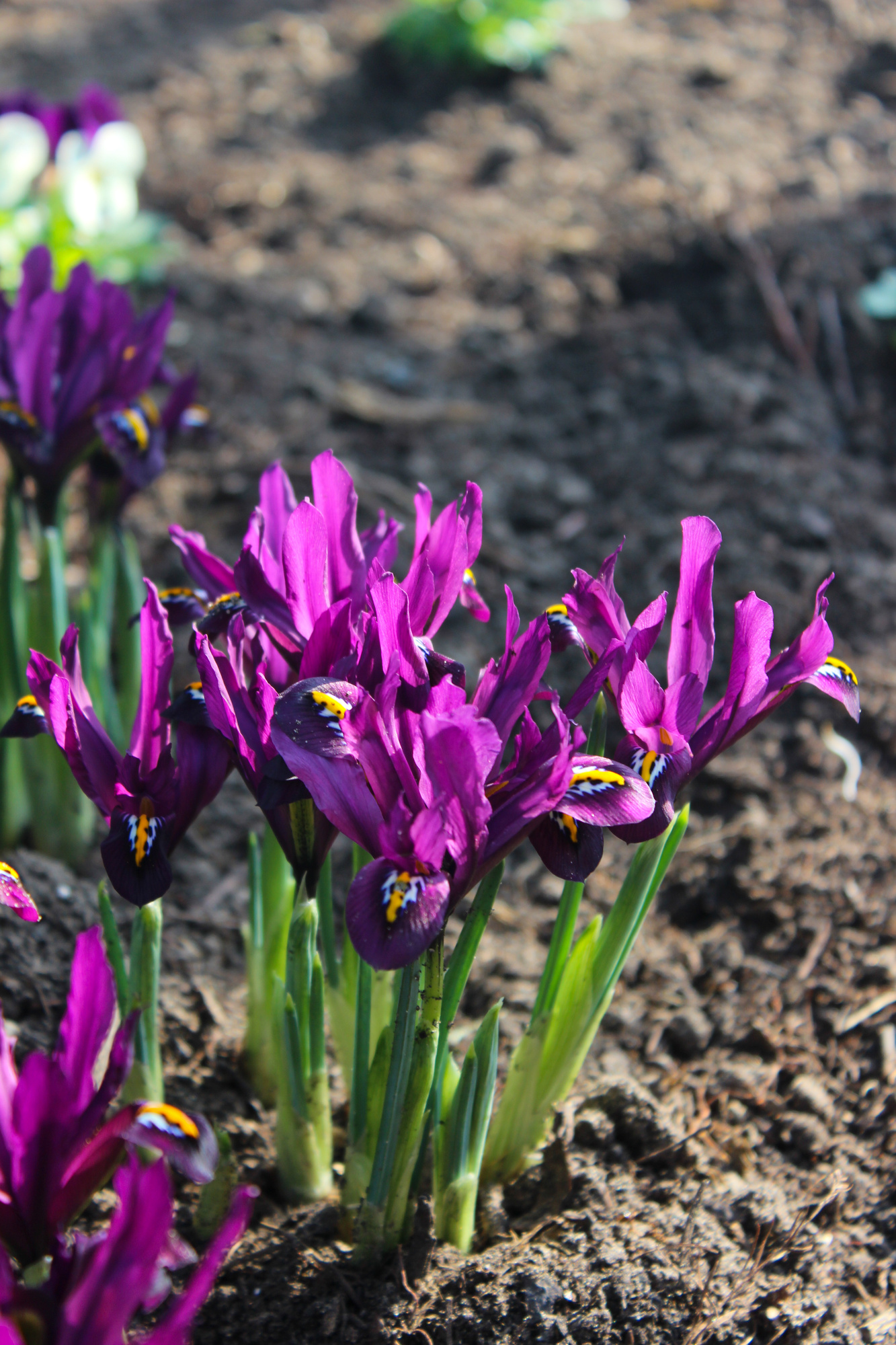 Iris reticulata J.S. Dijt Iris reticulata J.S. Dijt