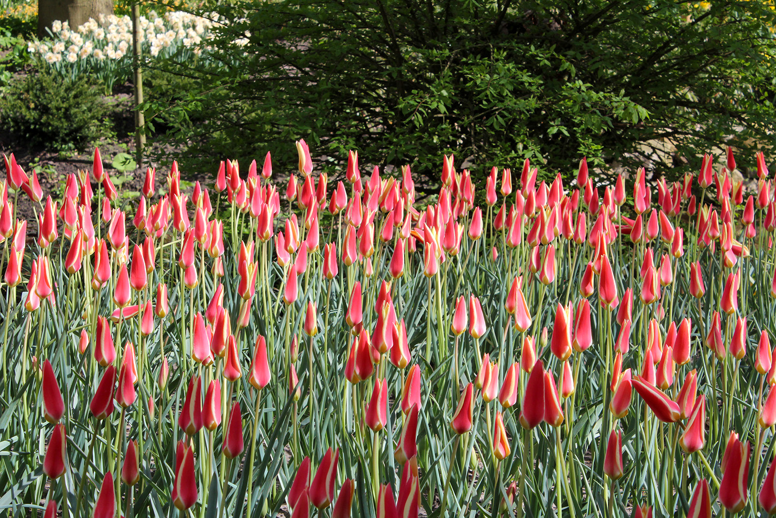 Botanische Tulpen T. clusiana Botanische Tulpen T. clusiana