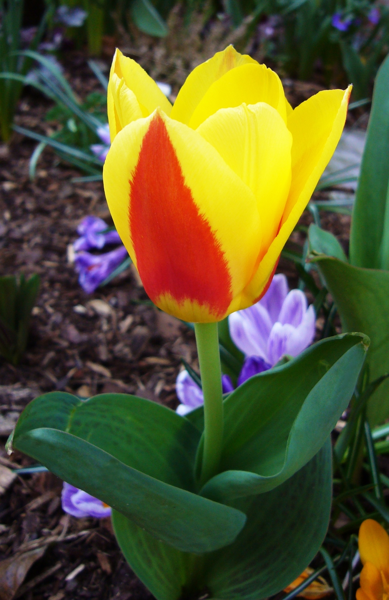 Kaufmanniana-Tulpen Stresa Kaufmanniana-Tulpen Stresa