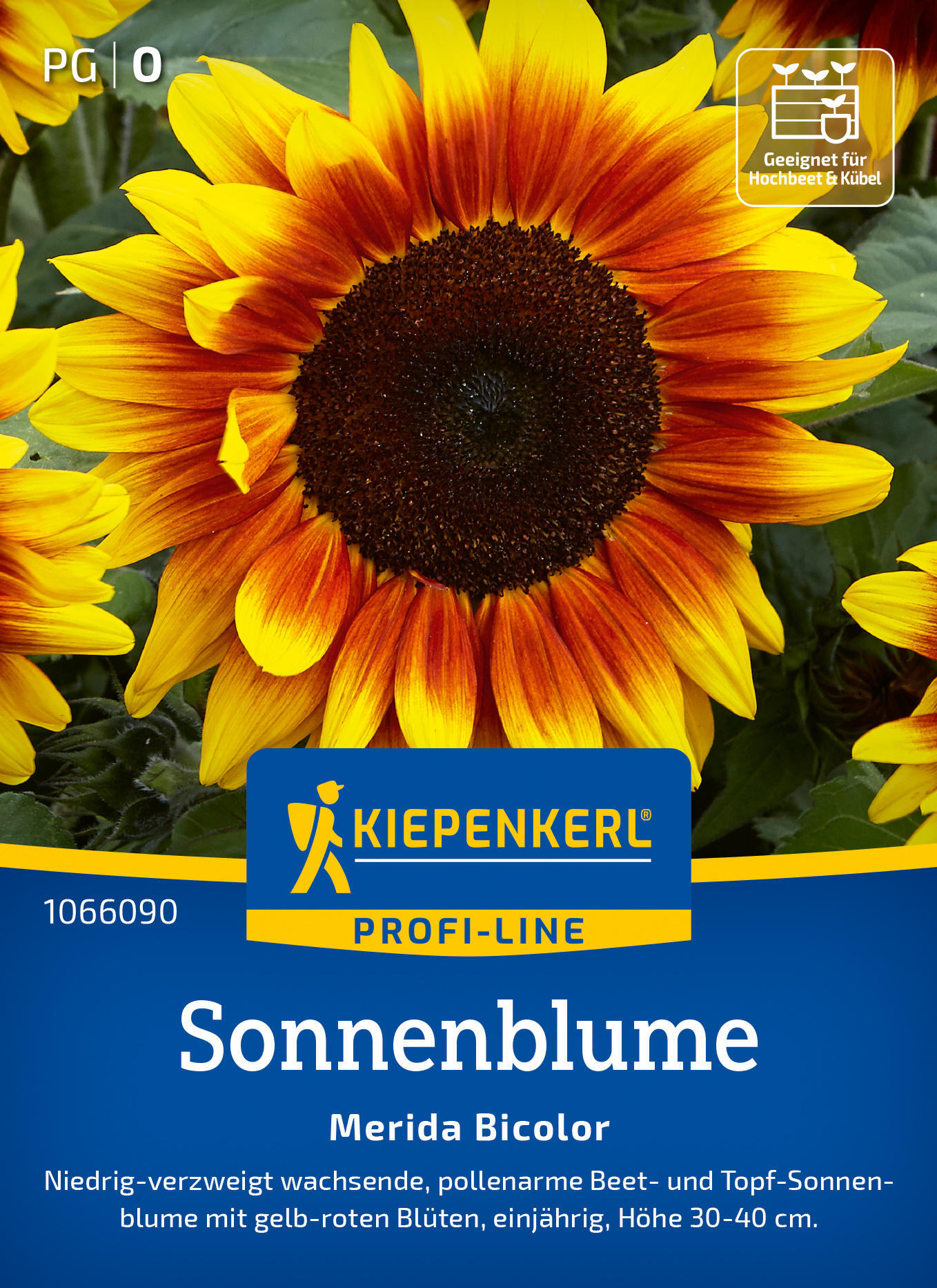 Sonnenblume Merida Bicolor, F1 Sonnenblume Merida Bicolor, F1