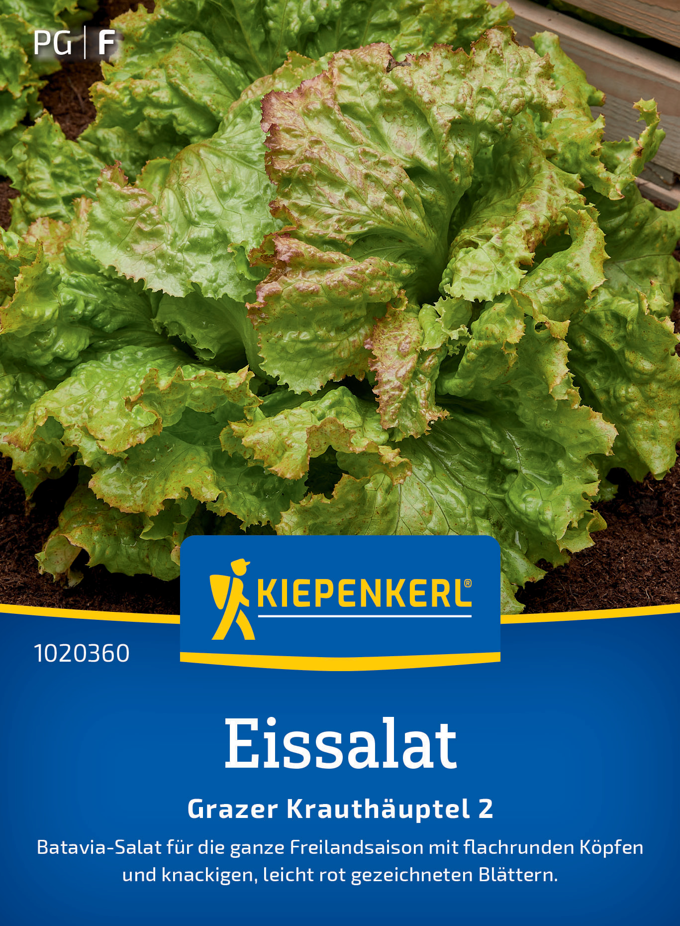 Eissalat Grazer Krauthäuptel 2