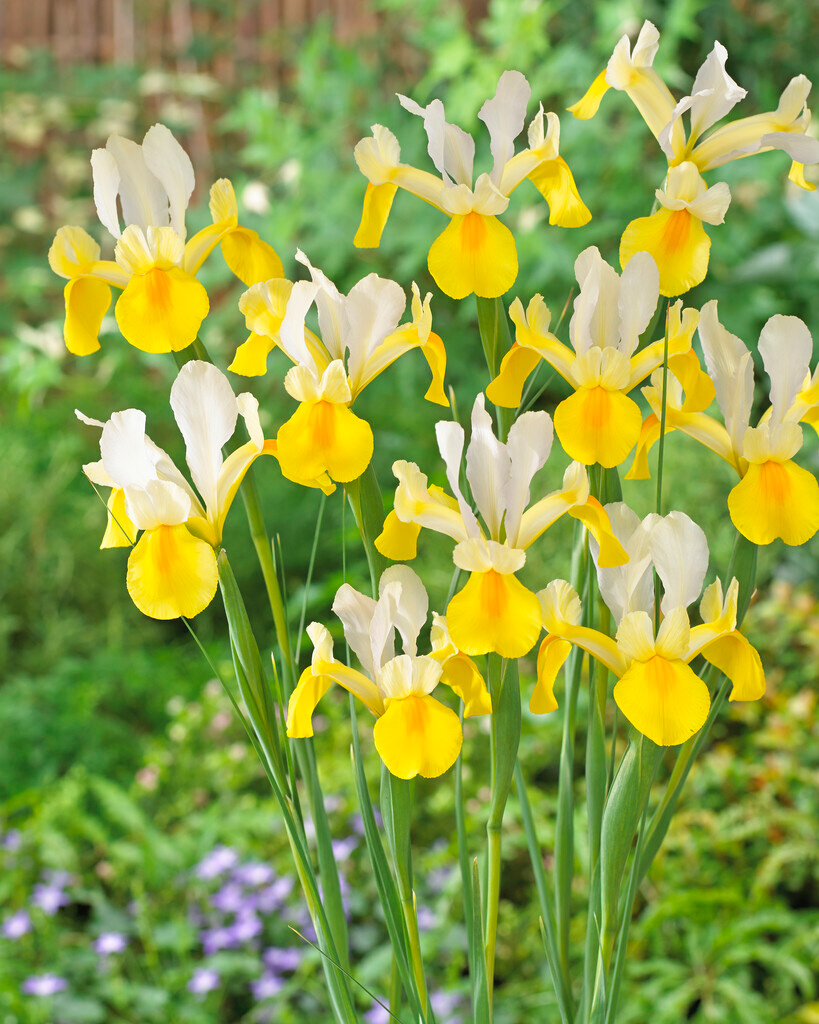 Iris hollandica Symphony Iris hollandica Symphony