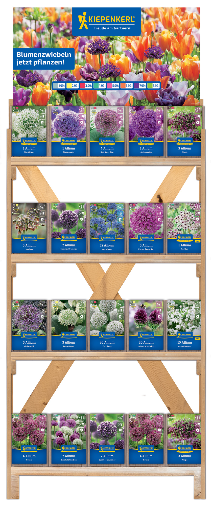2025 - Herbst - Kiepenkerl-Blumenzwiebeln Alliumvielfalt - auf einseitigem Holzregal