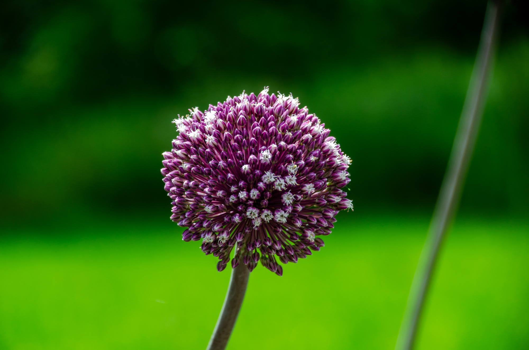 Allium Summer Drummer Allium Summer Drummer
