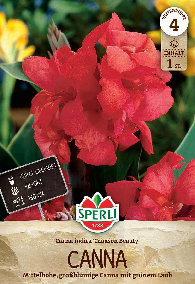 Blumenrohr Crimson Beauty Blumenrohr Crimson Beauty