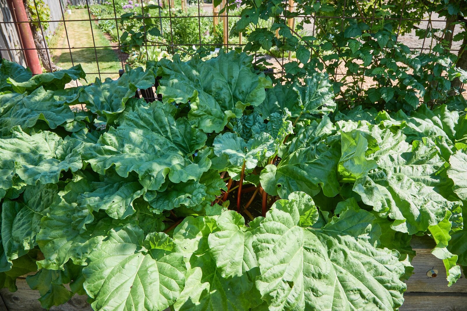 Rhabarber Frambozen Rood