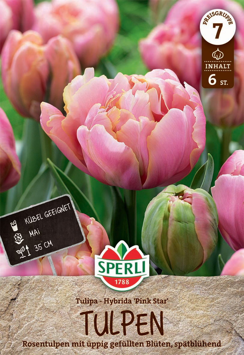 Gefüllte Späte Tulpe Pink Star