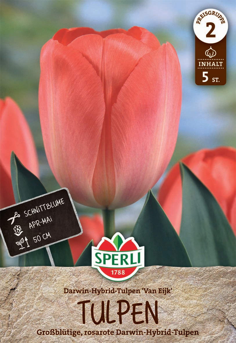 Darwin-Hybrid Tulpe Van Eijk