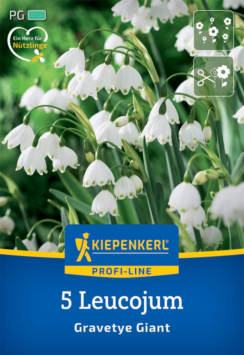 Profi-Line Sommerknotenblume Gravetye Giant