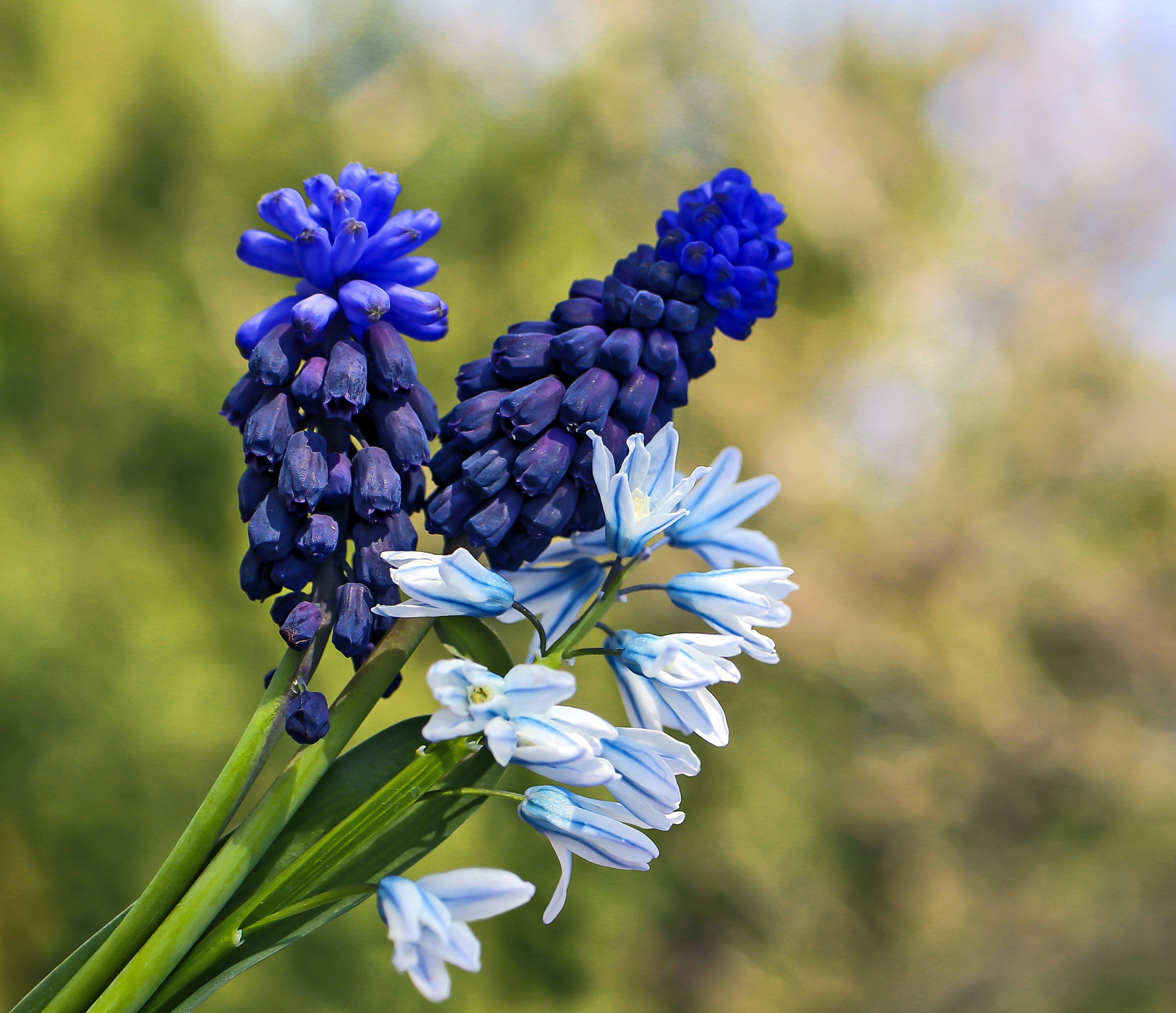 Muscari neglectum Muscari neglectum