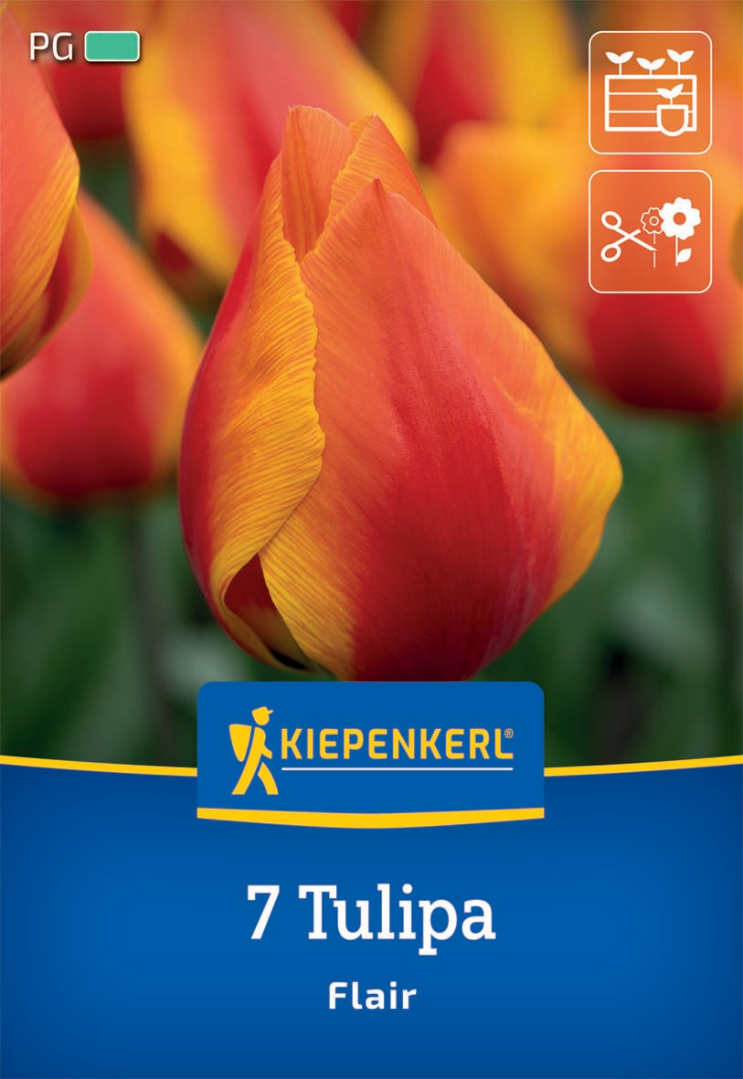 Einfache frühe Tulpe Flair