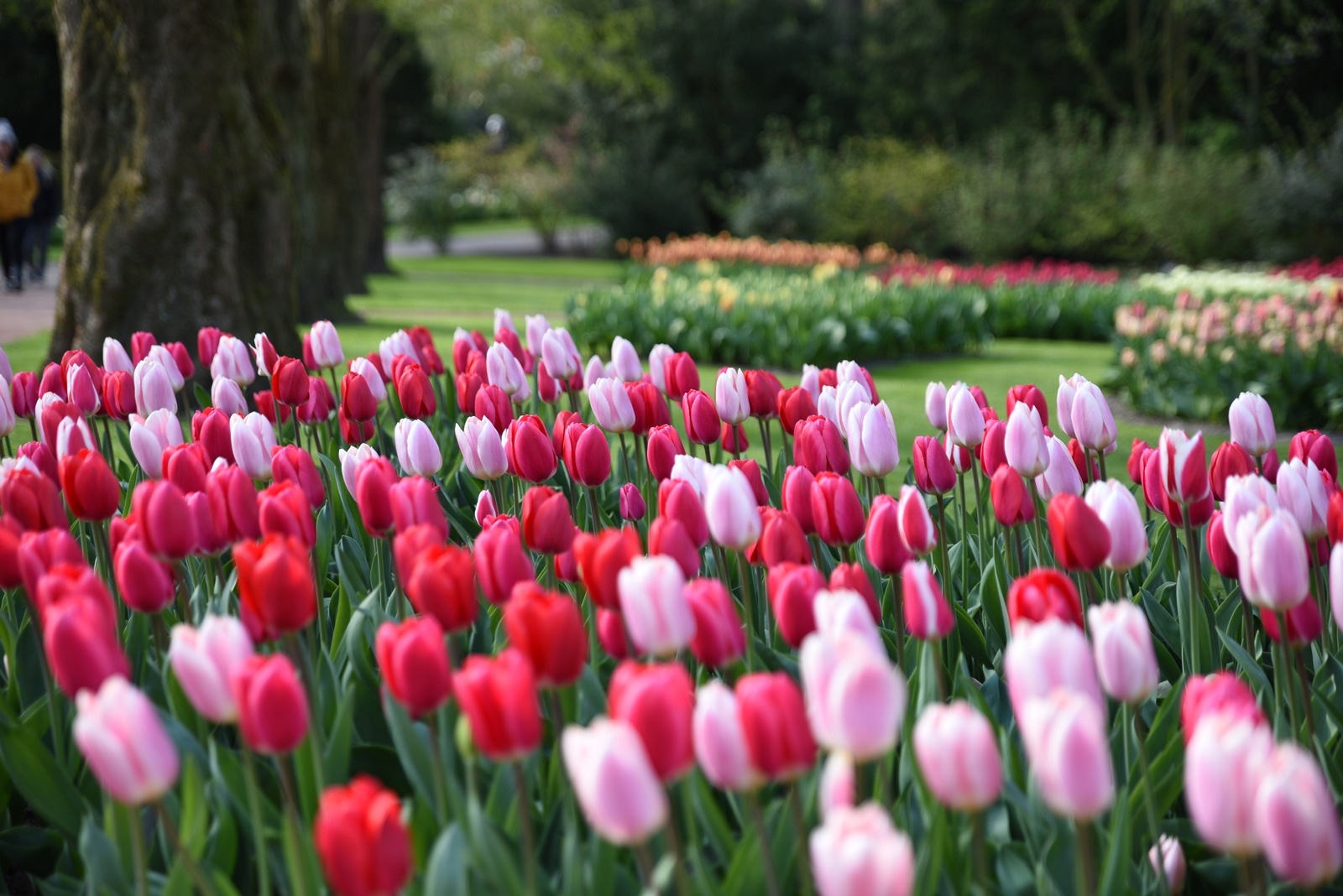 Tulpenmischung Delight Tulpenmischung Delight