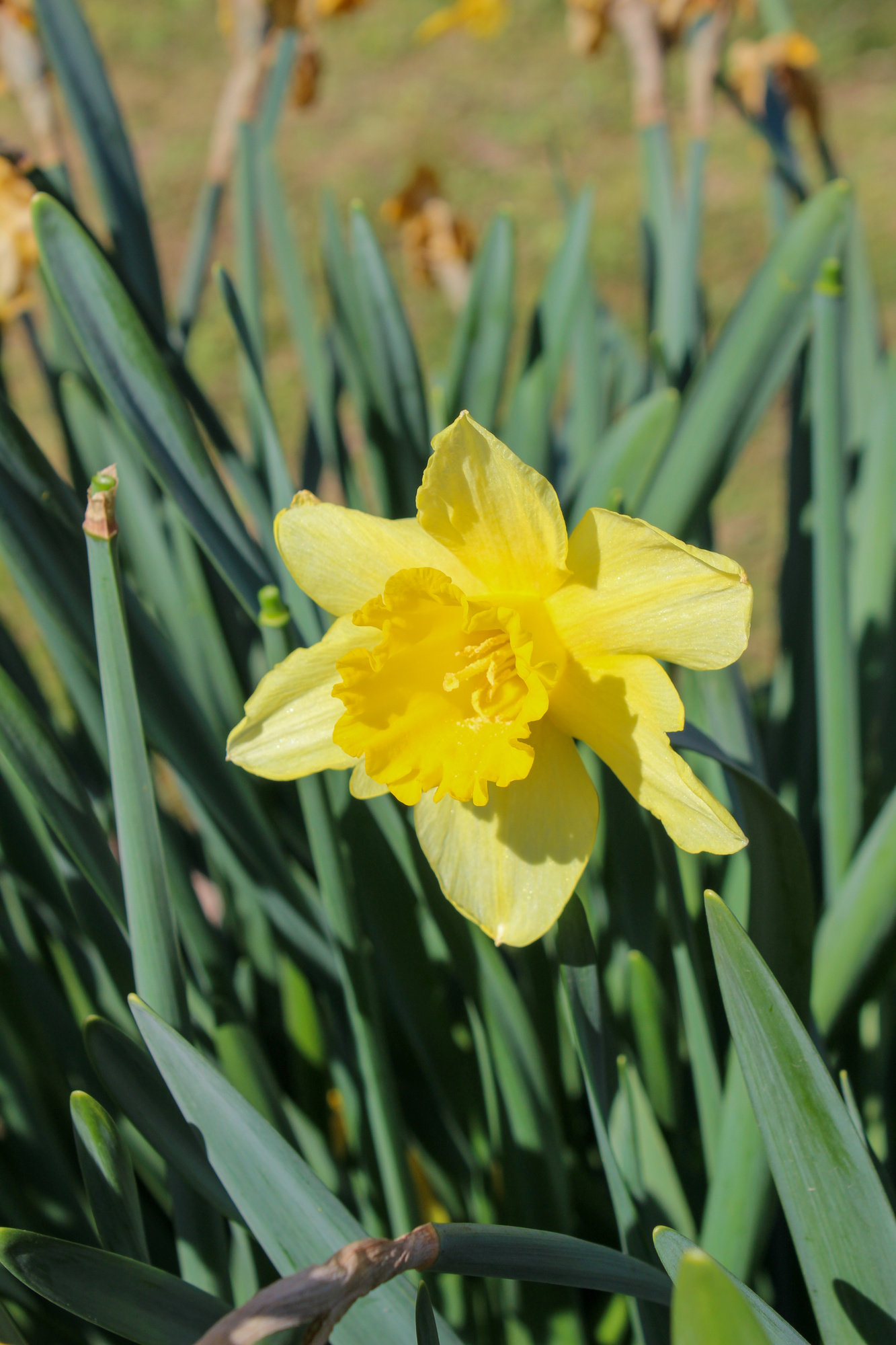 Großkronige Narzissen Saint Keverne Großkronige Narzissen Saint Keverne