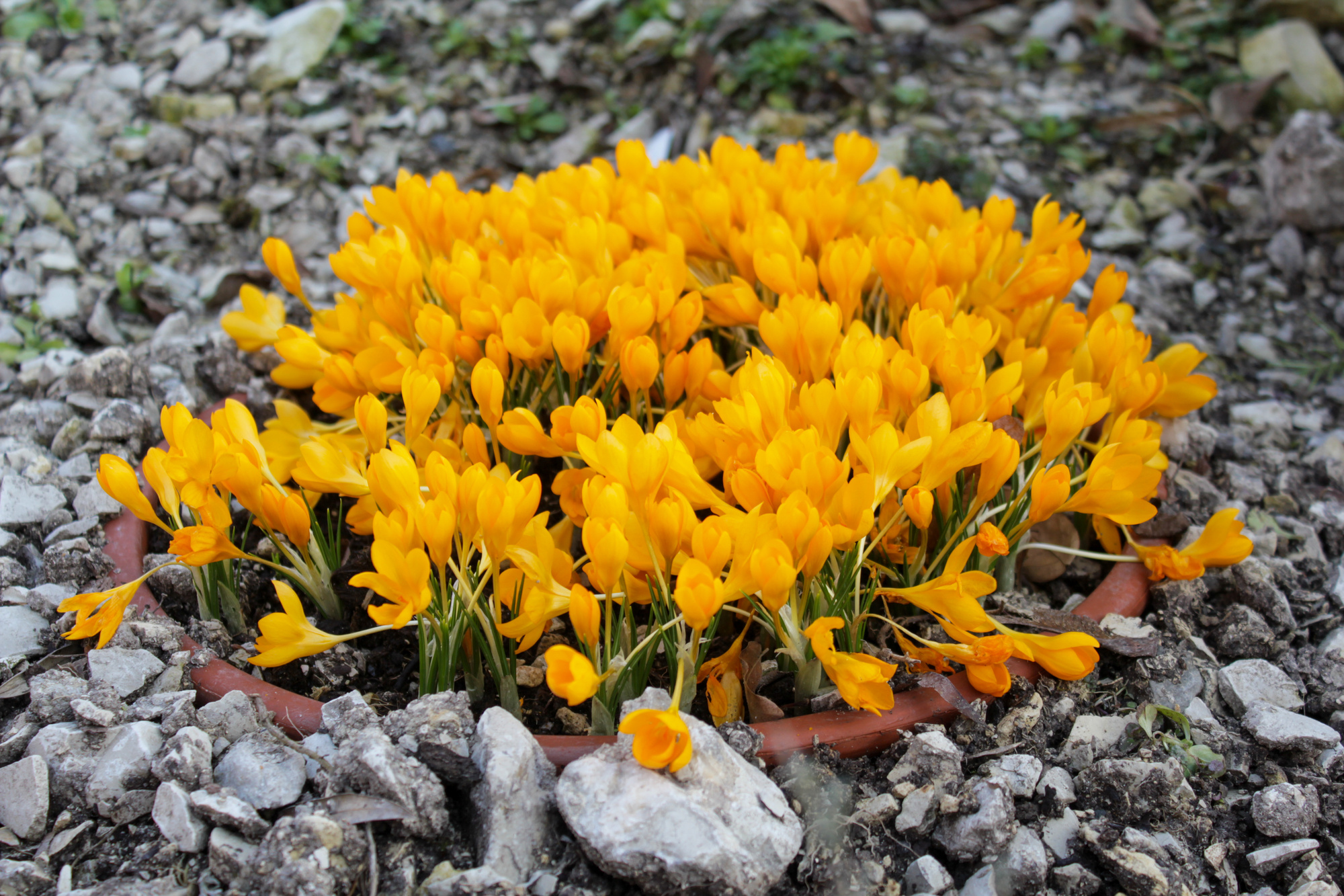 Crocus korolkowii Crocus korolkowii