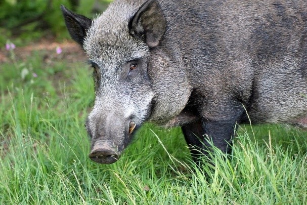 Hegemeister Kiepenkerl Jagdschneise 1,5 kg Hegemeister Kiepenkerl Jagdschneise 1,5 kg
