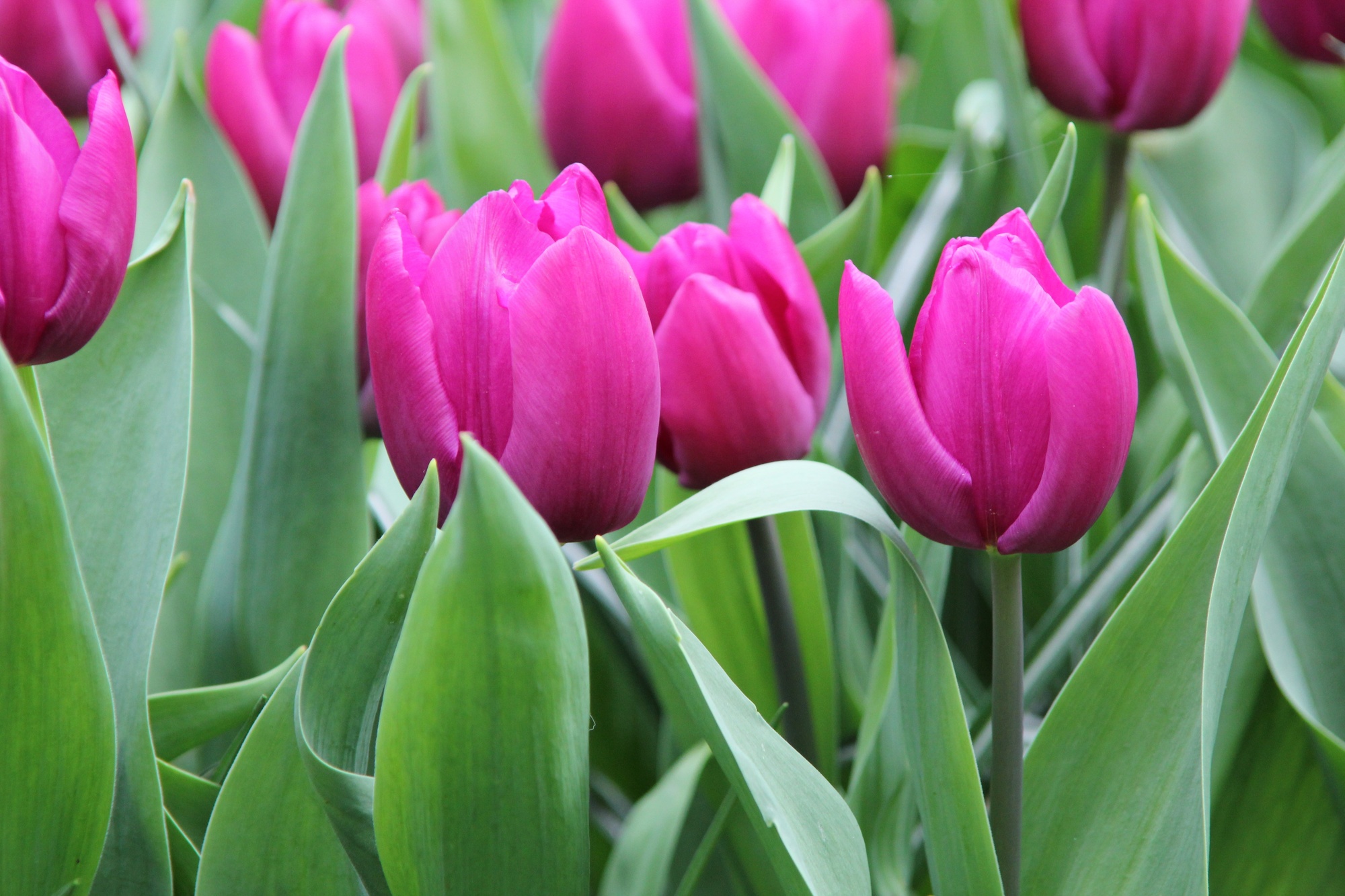 Triumph-Tulpen Purple Flag