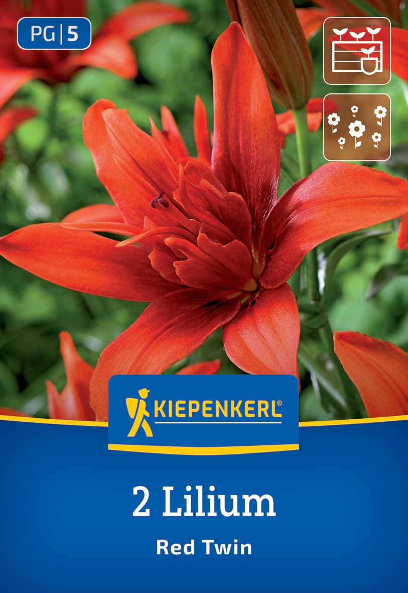 Asiatische Lilie Red Twin Asiatische Lilie Red Twin